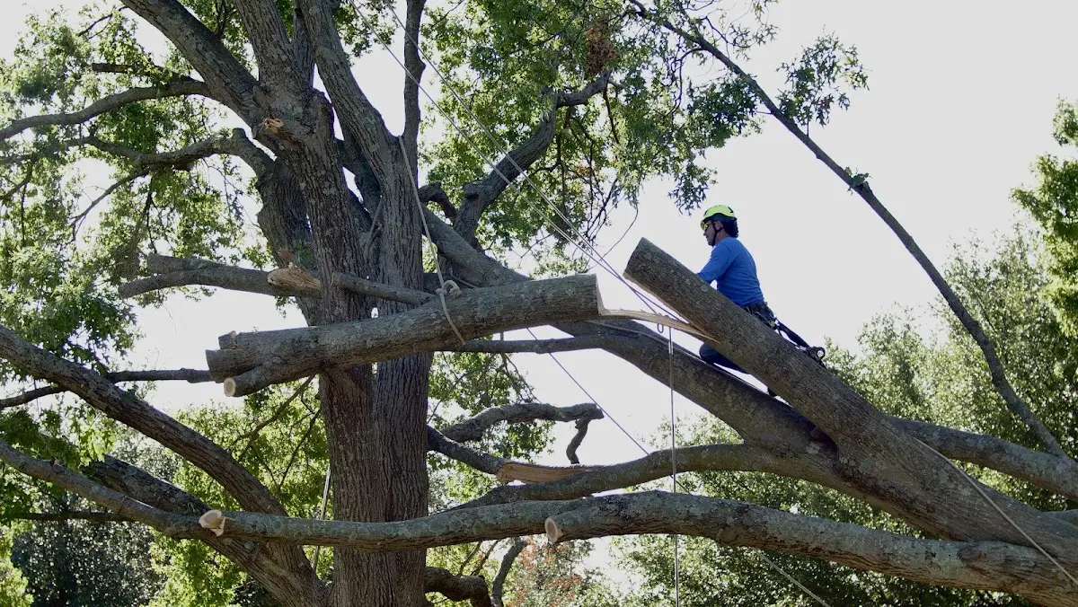 Professional Hazardous Tree Removal performed by certified arborists in Madera