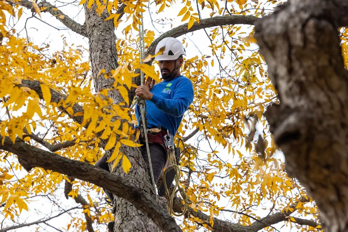 Skilled Storm Damage Cleanup crew working in Madera
